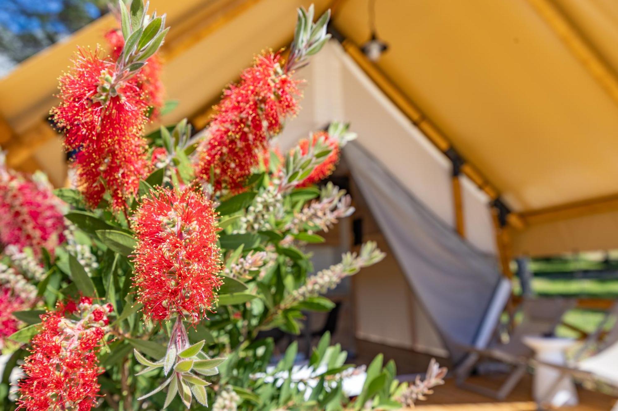 Camp Dole Zivogosce - Mobile Home And Glamping Tent المظهر الخارجي الصورة